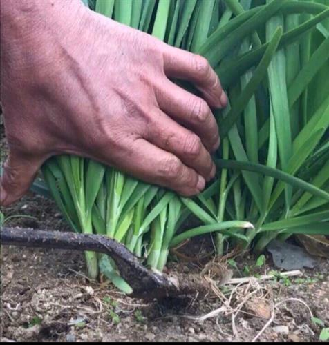 美国割韭菜爆料事件视频,揭秘金融巨头操控市场的惊人内幕